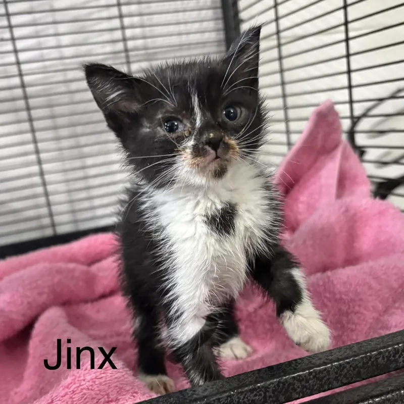 A baby small-sized male Black Domestic Short Hair cat named Jinx for adoption in League City, TX