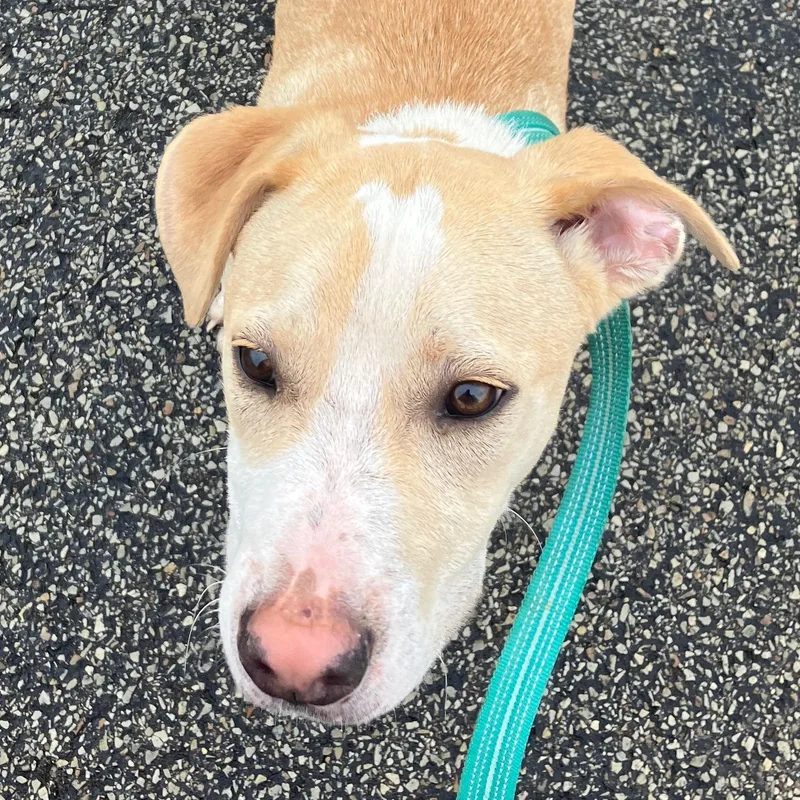A young medium-sized male Yellow / Tan / Blond / Fawn Mixed Breed dog named Lux for adoption in Washington, PA