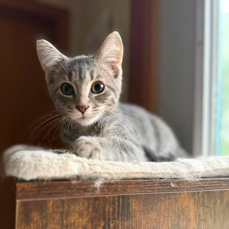 A young medium-sized male Tabby (Gray / Blue / Silver) Tabby cat named Rowdy for adoption in Marion, IN