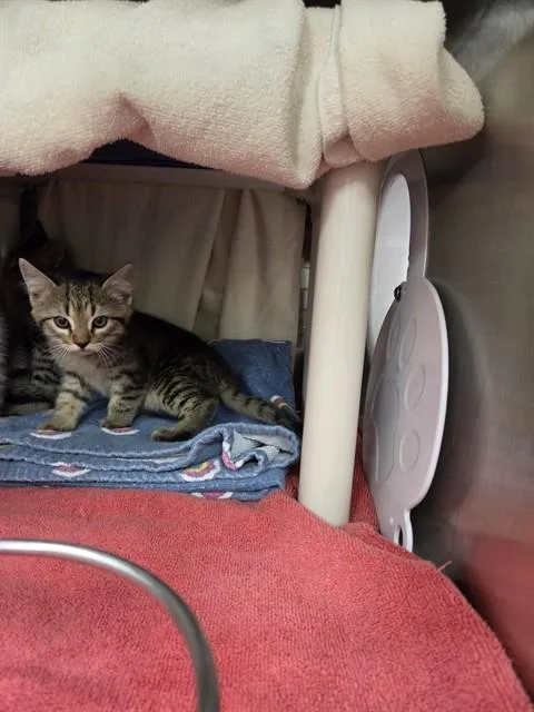 A baby small-sized male Domestic Short Hair cat named Kenshi for adoption in Huntsville, AL