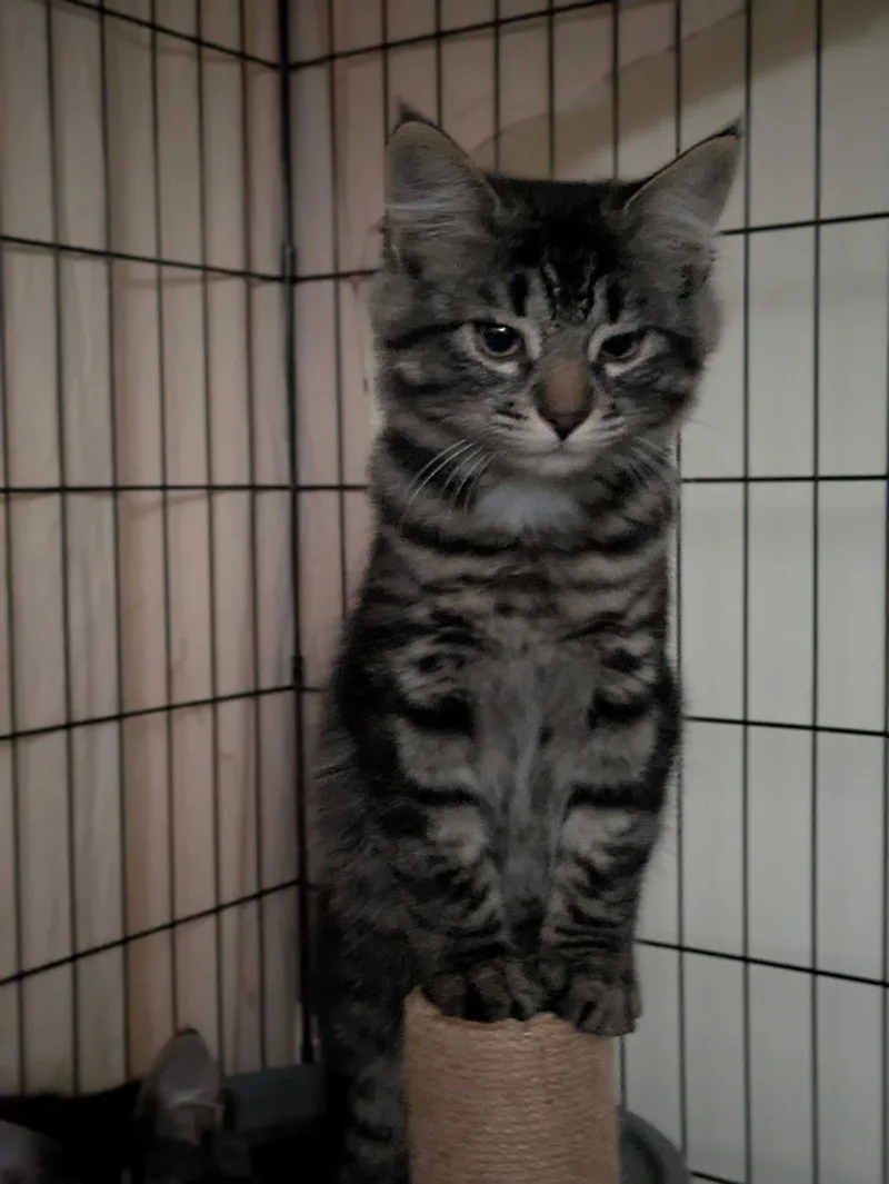 A baby large-sized male Tabby (Gray / Blue / Silver) Domestic Medium Hair cat named Chick and Chopin for adoption in Seattle, WA