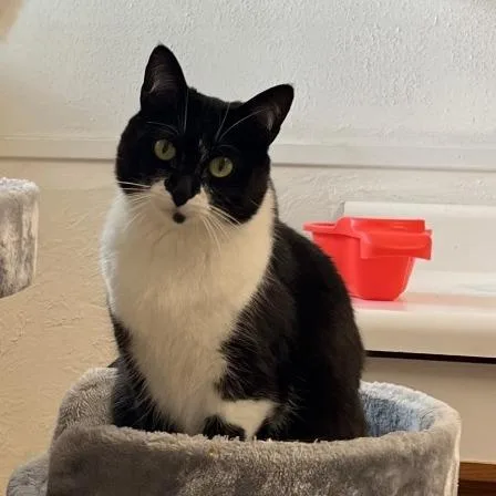 An adult medium-sized female Black Domestic Short Hair cat named Catzilla for adoption in Murray, UT