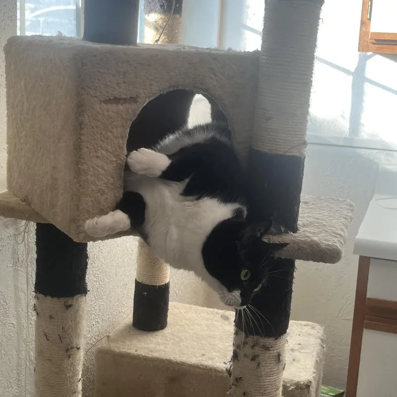 Catzilla thumbnail 2