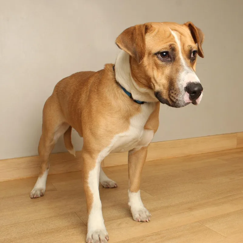 An adult medium-sized male Yellow / Tan / Blond / Fawn Coonhound dog named Alvin D for adoption in Minnetonka, MN