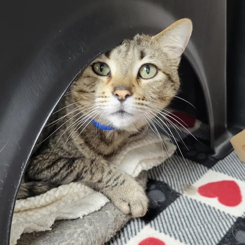 A senior large-sized male Gray / Blue / Silver Domestic Short Hair cat named Mufasa for adoption in Albuquerque, NM