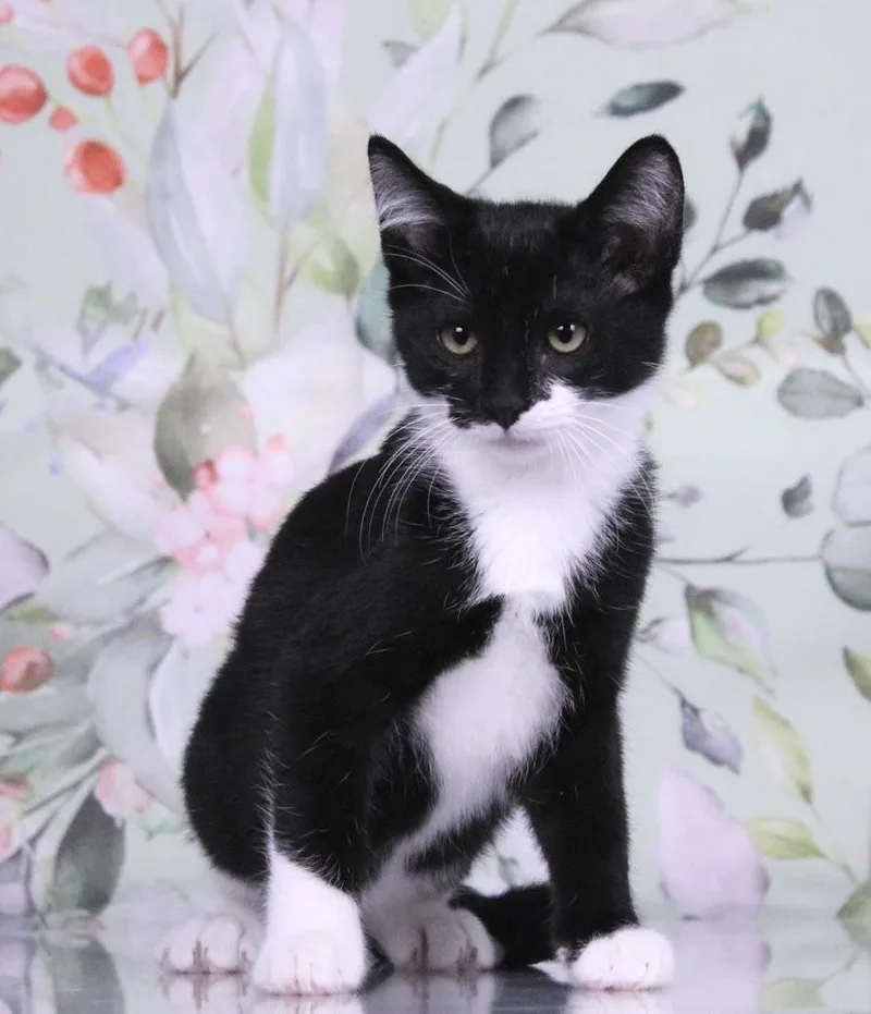 A baby medium-sized male Black & White / Tuxedo Domestic Short Hair cat named Domino for adoption in Tuscaloosa, AL