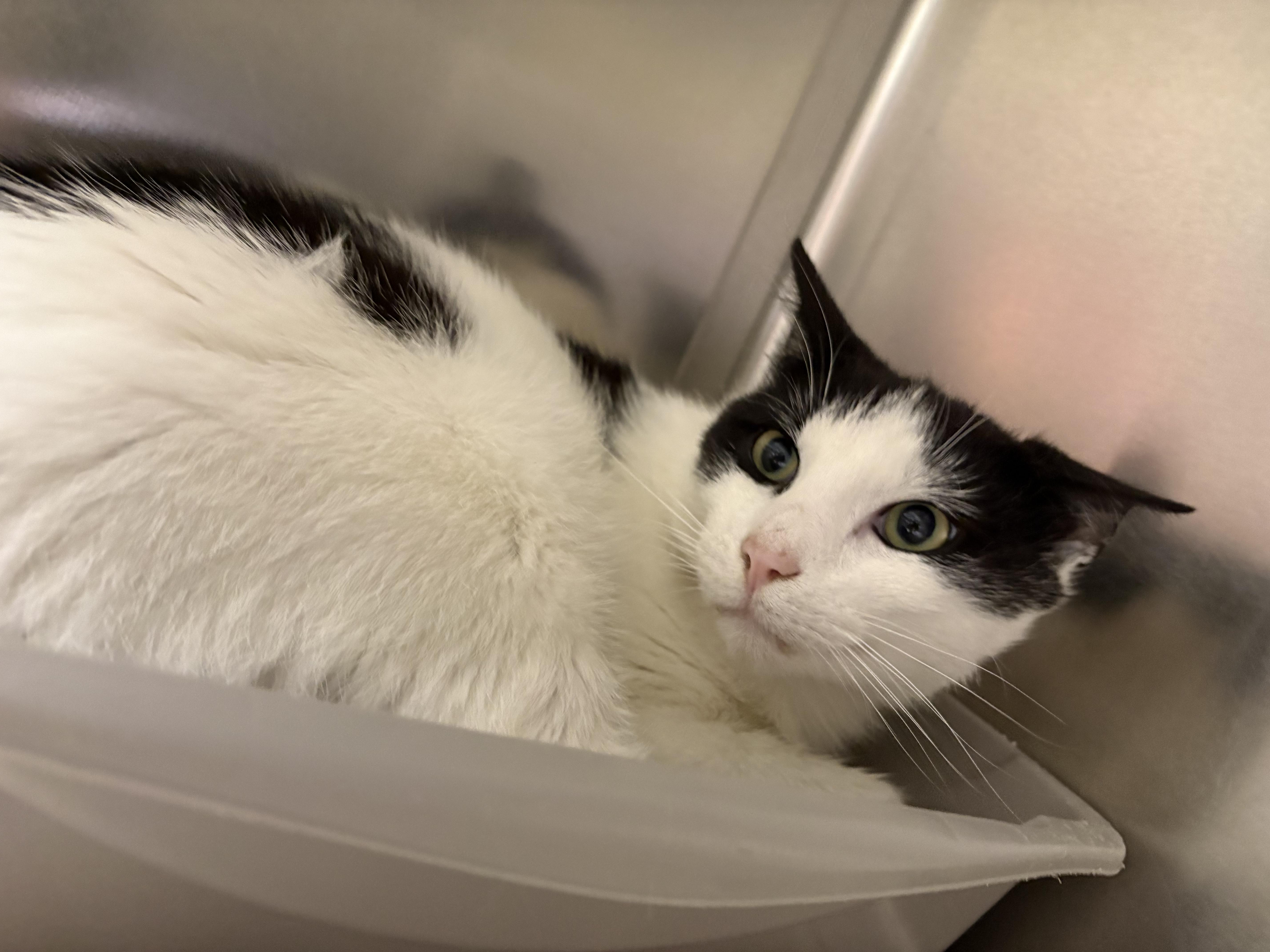 A young medium-sized male Black & White / Tuxedo Domestic Short Hair cat named Cosmo for adoption in Richboro, PA