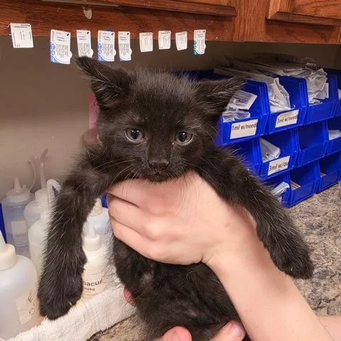 A baby medium-sized male Black Domestic Short Hair cat named Bonzai  U for adoption in Tupelo, MS