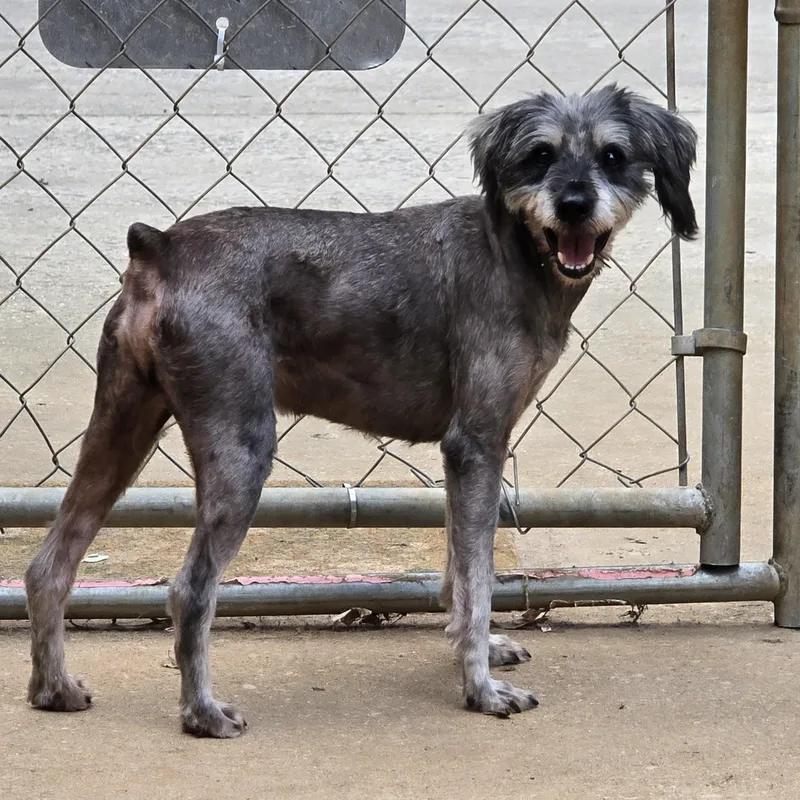 An adult small-sized male Gray / Blue / Silver Miniature Schnauzer dog named Casper for adoption in Athens, AL