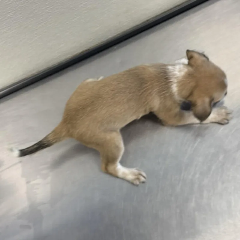 A baby small-sized female Yellow / Tan / Blond / Fawn Mixed Breed dog named Taquito for adoption in Las Cruces, NM