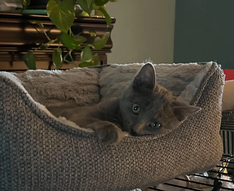 A baby medium-sized female Gray / Blue / Silver Russian Blue cat named Hattie for adoption in Tehachapi, CA