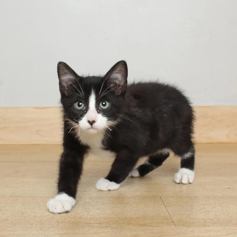 A baby small-sized male Black Domestic Short Hair cat named Key C for adoption in Minnetonka, MN