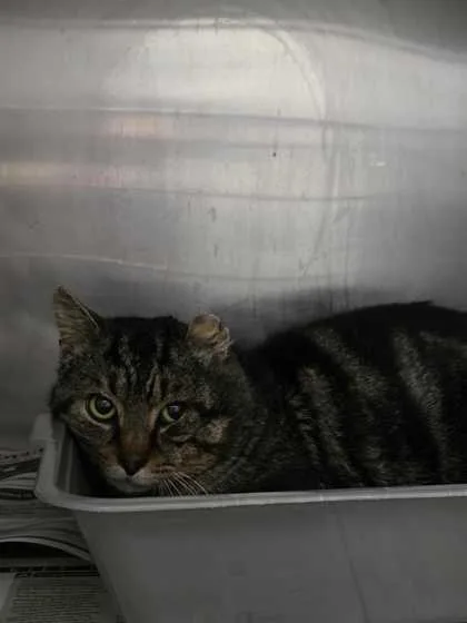 An adult extra large-sized male Domestic Short Hair cat named Zigzag for adoption in Sevierville, TN
