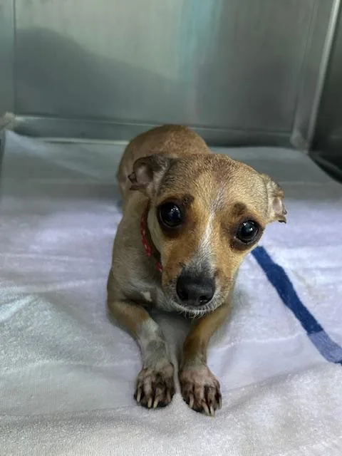 An adult small-sized female Chihuahua dog named Xochitl for adoption in Baldwin Park, CA