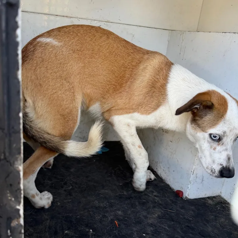 A young medium-sized female Yellow / Tan / Blond / Fawn Mixed Breed dog named Prim for adoption in Pine Bluff, AR