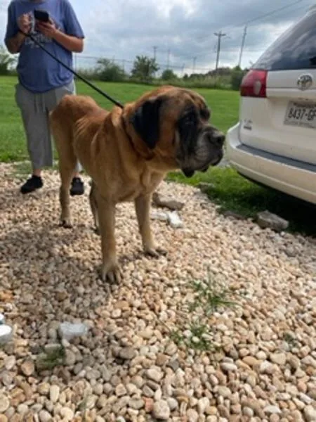 An adult extra large-sized male Bullmastiff dog named Chief for adoption in Morristown, TN