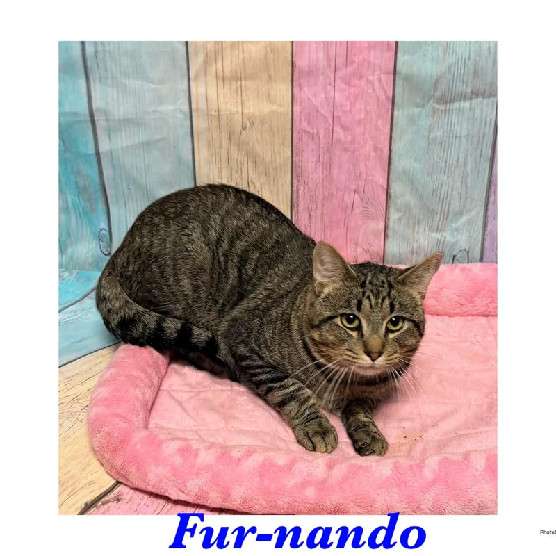 An adult medium-sized male Tabby (Brown / Chocolate) American Shorthair cat named Furnando for adoption in Ashland, KY