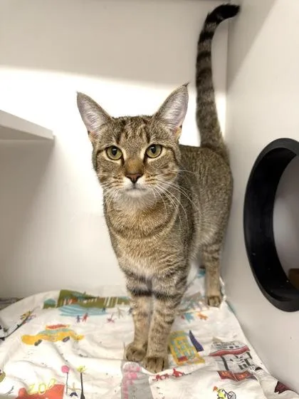 An adult medium-sized female Domestic Short Hair cat named Diana for adoption in West Chester, PA