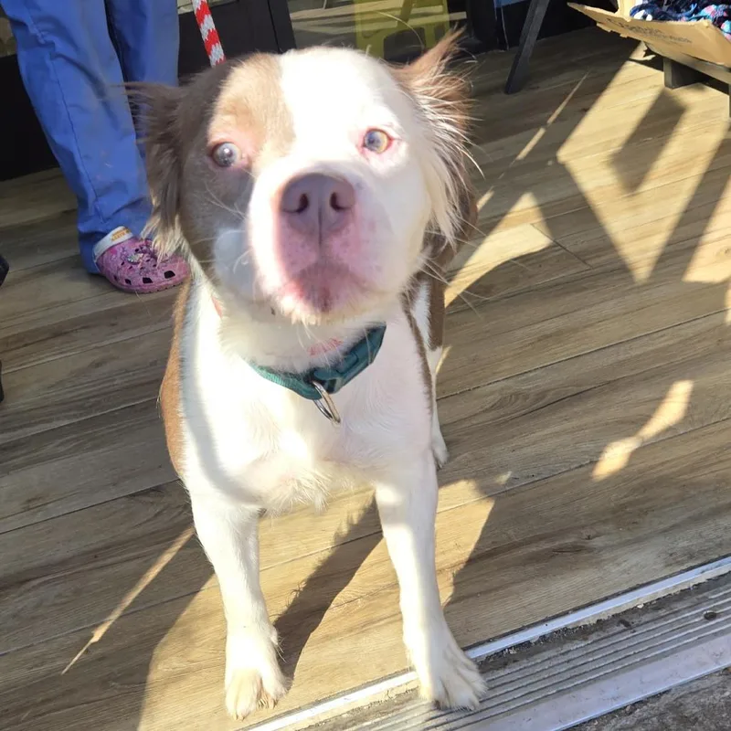 An adult medium-sized female Brown / Chocolate Mixed Breed dog named Rosebud for adoption in Weimar, CA