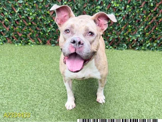 A young large-sized female Mixed Breed dog named Rockette for adoption in West Palm Beach, FL