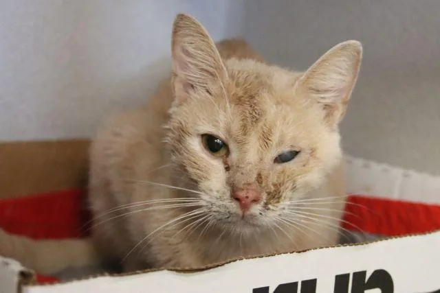 A young small-sized male Domestic Short Hair cat named Kentucky for adoption in Tucson, AZ