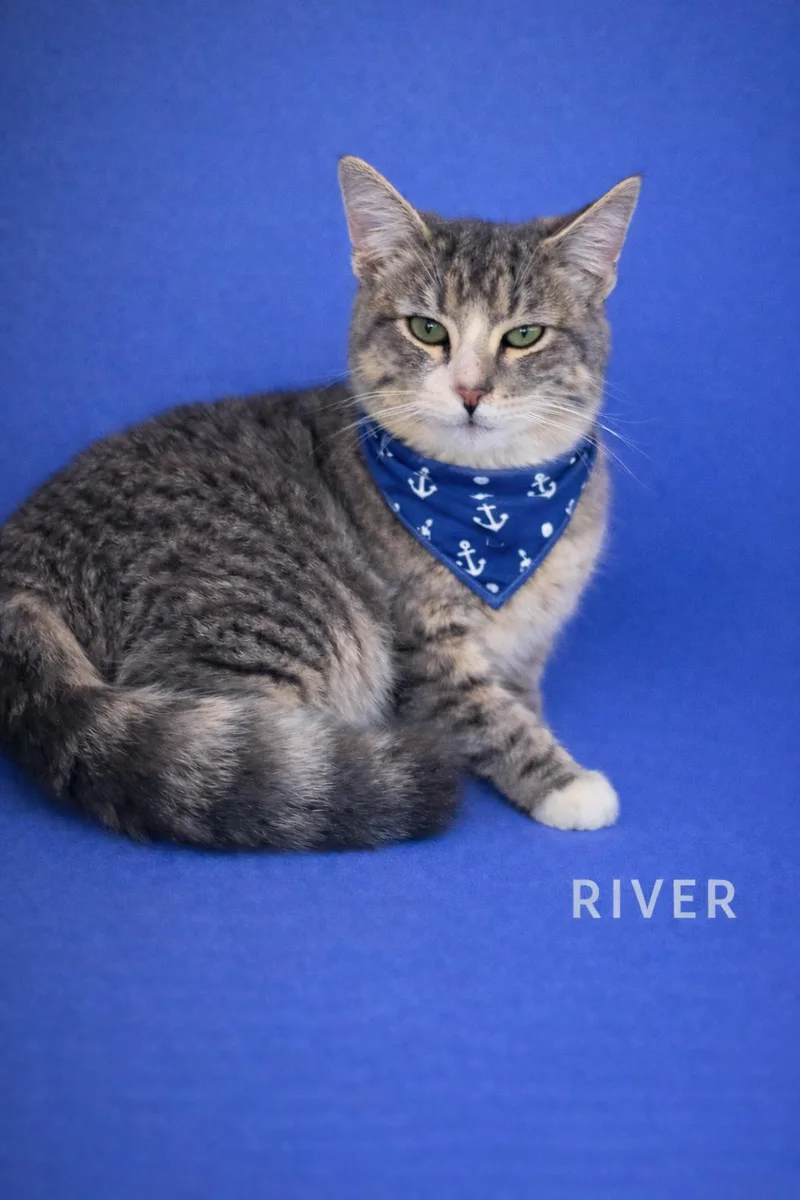 An adult medium-sized male Tabby (Gray / Blue / Silver) Domestic Medium Hair cat named River for adoption in Reno, NV
