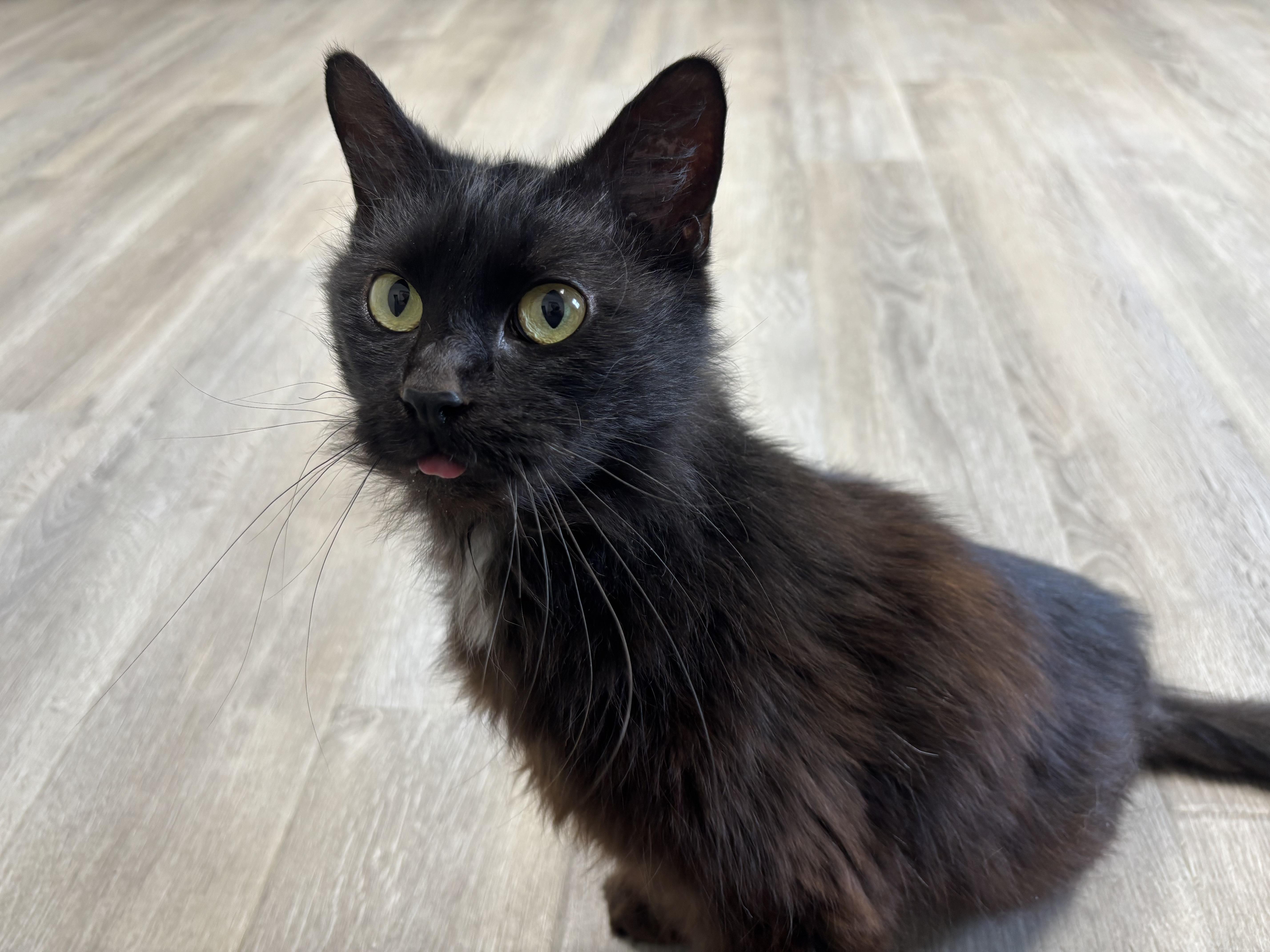 An adult medium-sized female Black Domestic Medium Hair cat named Cudi for adoption in Frankfort, IN