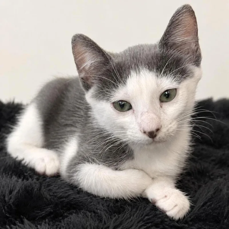 A baby small-sized male Gray / Blue / Silver Domestic Short Hair cat named Phoenix for adoption in Tampa, FL