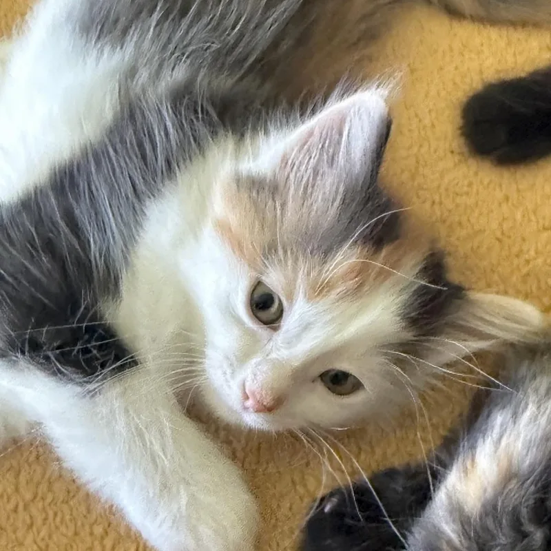 A baby medium-sized female Calico Domestic Medium Hair cat named Cupcake for adoption in Minneapolis, MN