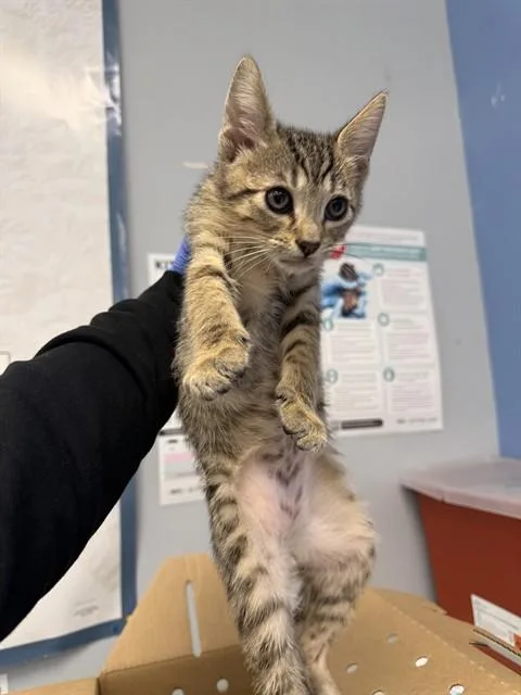 A baby small-sized male Domestic Short Hair cat named Murphy for adoption in San Jose, CA