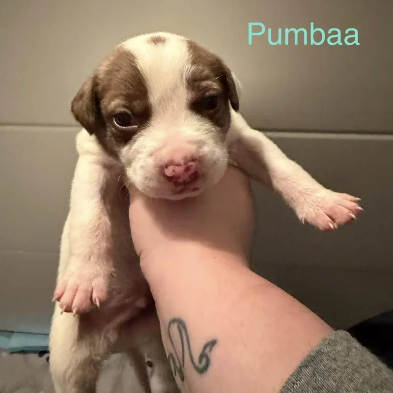 Pumba thumbnail 6