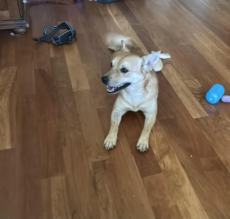 A young small-sized male Golden Feist dog named Fox for adoption in Barnegat, NJ