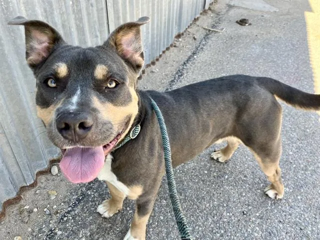 A young medium-sized male Pit Bull Terrier dog named King for adoption in Albuquerque, NM