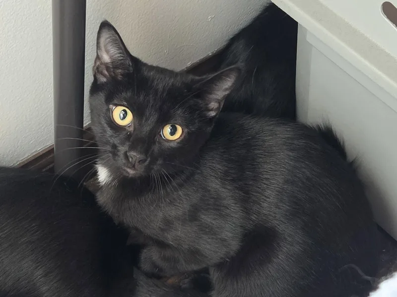 A baby medium-sized female Domestic Short Hair cat named Miney for adoption in hinckley, IL