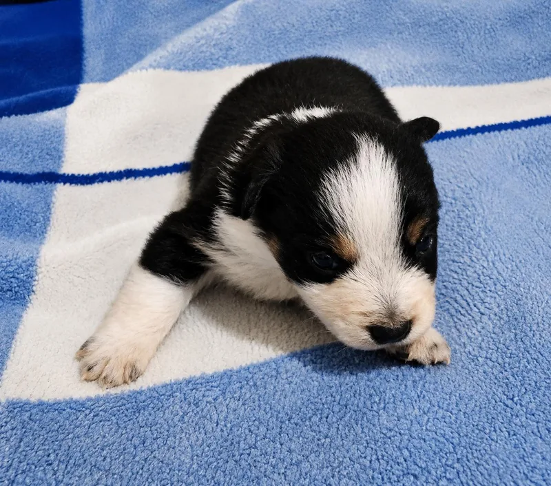 A baby medium-sized male White / Cream Australian Shepherd dog named Banjo Yoyo for adoption in Andover, MA