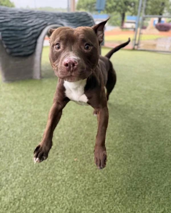 An adult medium-sized male Pit Bull Terrier dog named Gear for adoption in Canton, GA