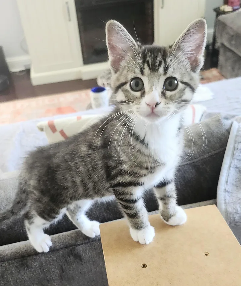 A baby medium-sized female Tabby (Brown / Chocolate) Domestic Short Hair cat named Eloise for adoption in Chicago, IL