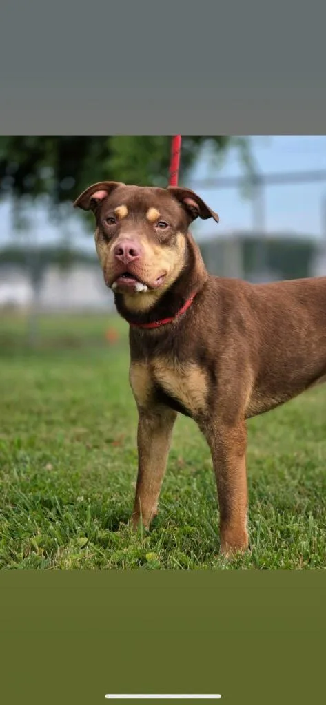 A young medium-sized male Pit Bull Terrier dog named Gunner for adoption in Huntington, IN