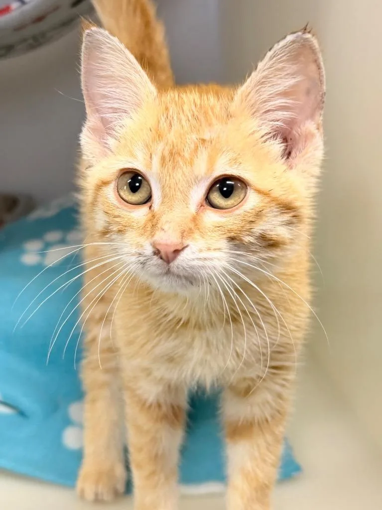 A baby medium-sized female Domestic Short Hair cat named Opal for adoption in Menomonie, WI