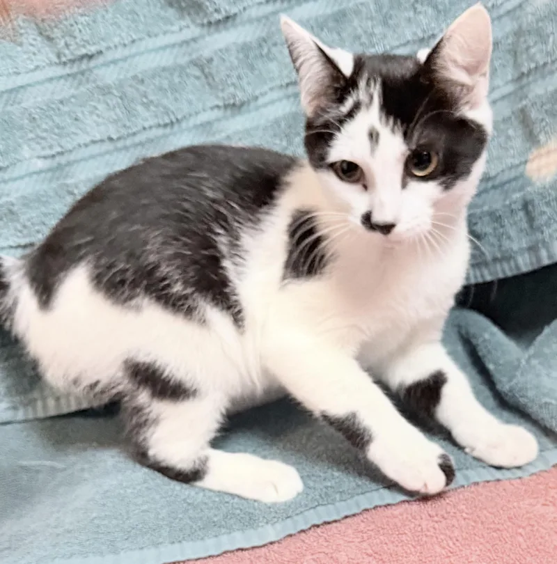 A baby medium-sized female Domestic Short Hair cat named Tim for adoption in Elizabethtown, NC