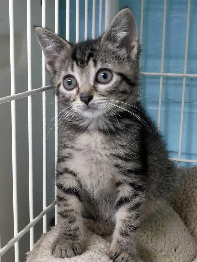 A baby small-sized female Domestic Short Hair cat named Sandy for adoption in Bloomingdale, NJ