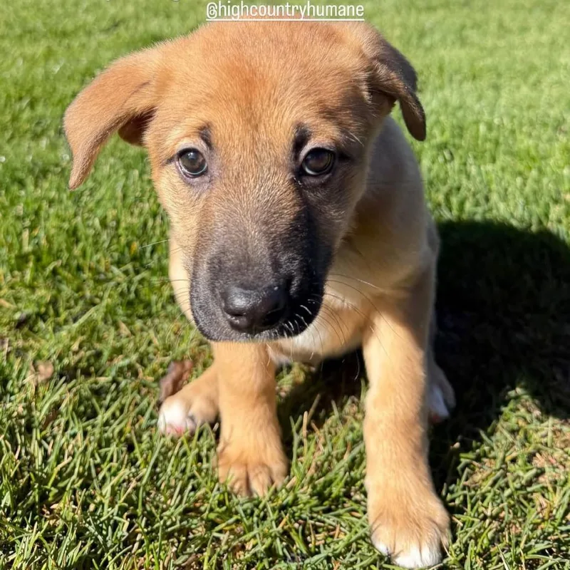 A baby small-sized female Brown / Chocolate Mixed Breed dog named Enchilada for adoption in Flagstaff, AZ