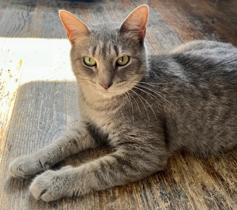 An adult medium-sized female Tabby (Gray / Blue / Silver) Domestic Short Hair cat named Bellevue for adoption in Shreveport, LA