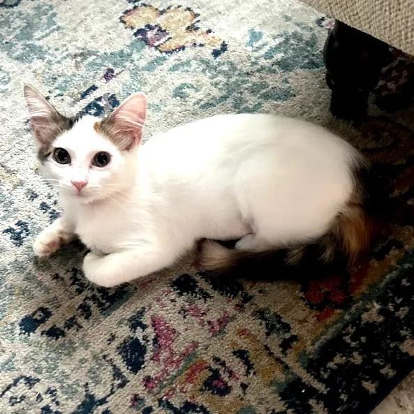 A baby small-sized female Orange / Red Domestic Short Hair cat named Penny for adoption in Santa Fe, TX