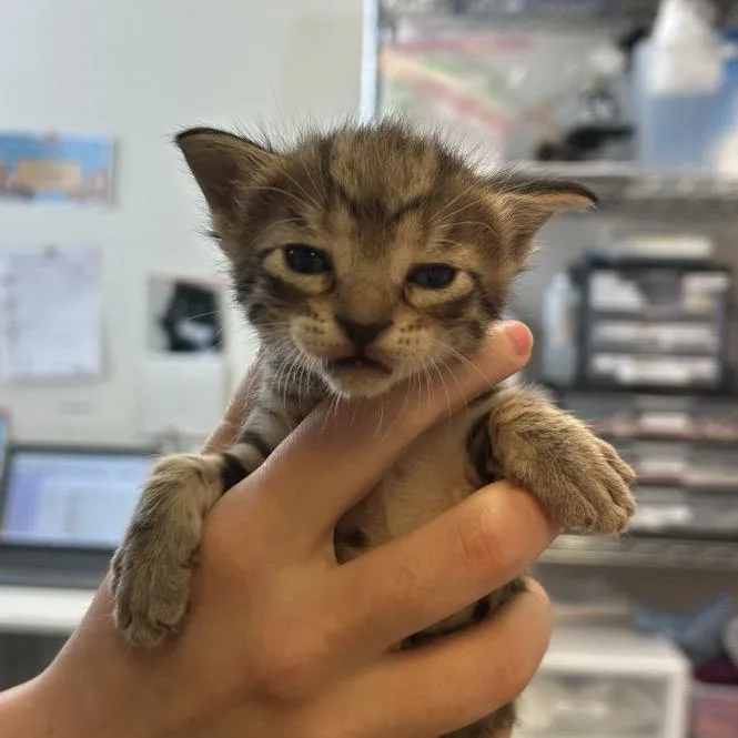 A baby small-sized male Brown / Chocolate Domestic Short Hair cat named Eddie for adoption in Austin, TX