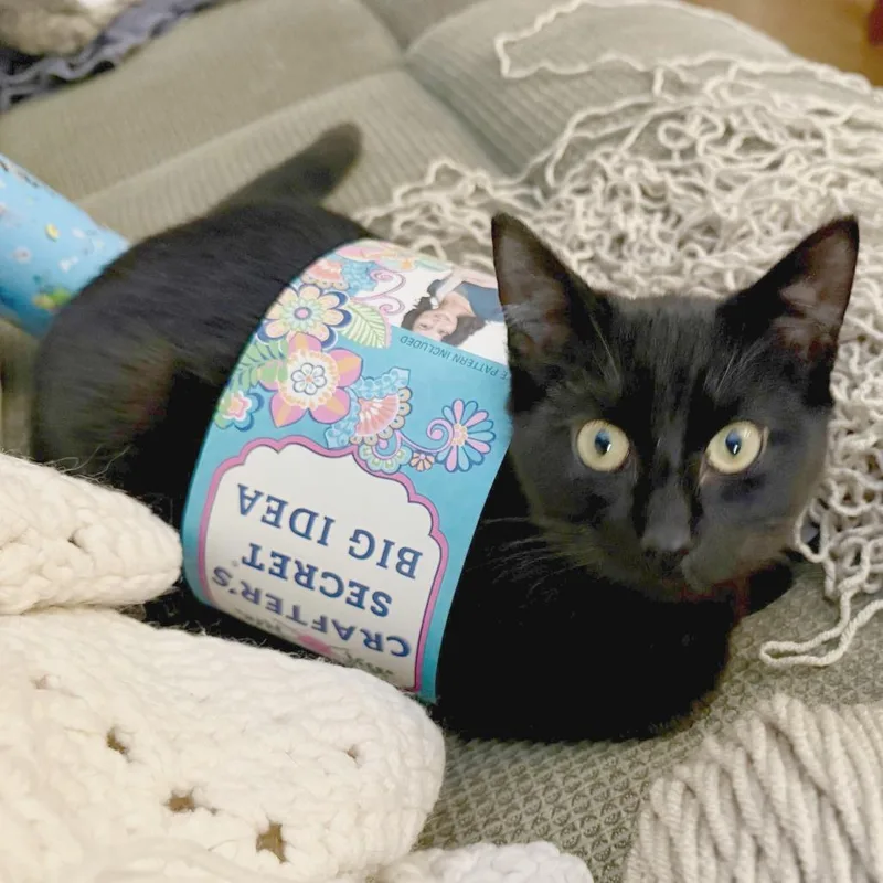 A young medium-sized male Black Domestic Short Hair cat named Minnow for adoption in Medina, OH