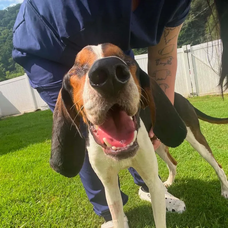 A young medium-sized male Hound dog named Diesel for adoption in Fairfax, VA