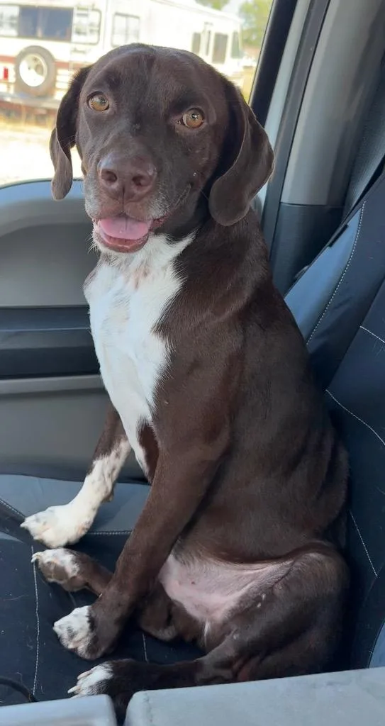 A young medium-sized male Labrador Retriever dog named Tiny Tim for adoption in Great Bend, KS