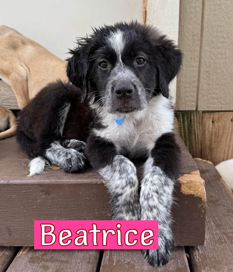 A baby medium-sized female Great Pyrenees dog named Beatrice for adoption in Keller, TX