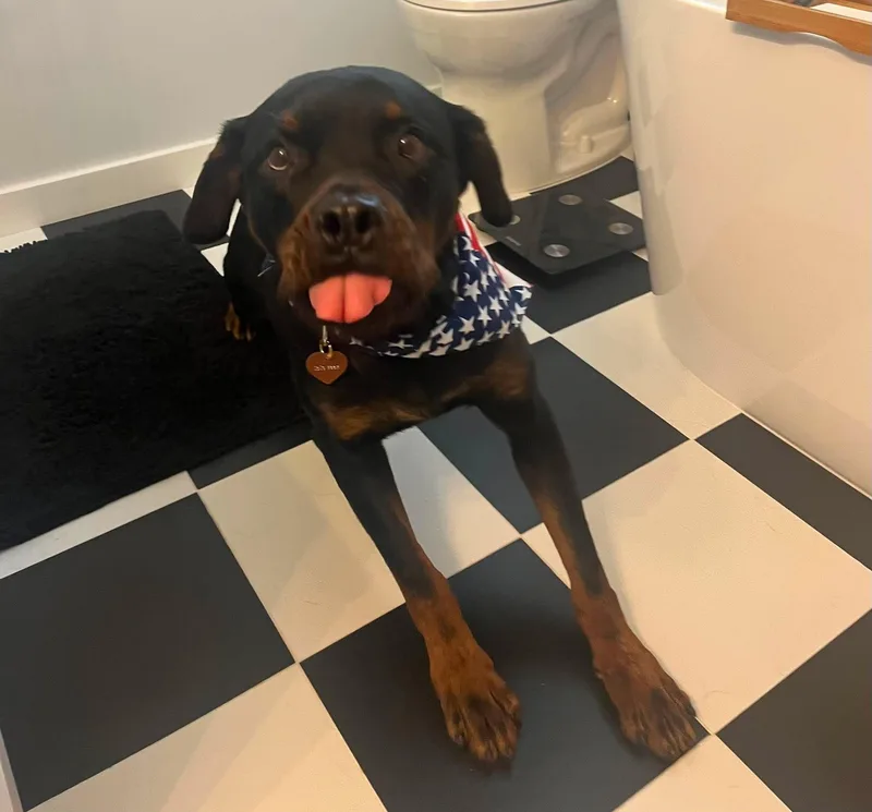 An adult large-sized female Black Rottweiler dog named Coco for adoption in Chapel Hill, NC